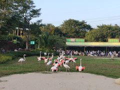 -广州长隆飞鸟乐园