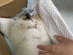 -汪喵宠物医院·骨科心脏影像·犬猫急重症ICU诊疗中心(成华分院)