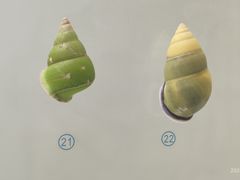 -青岛贝壳博物馆