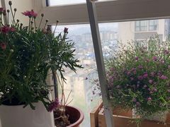 -金科花卉市场