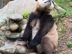 -都江堰中华大熊猫苑