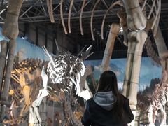 -中国西峡恐龙遗迹园