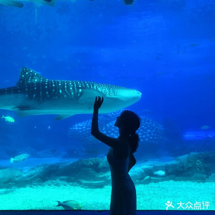 珠海长隆海洋王国 | 鲸鲨馆💯拍照攻略