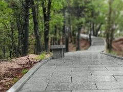 -六里坪国家森林公园
