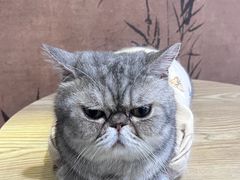 -楼上猫咖(罗湖店)