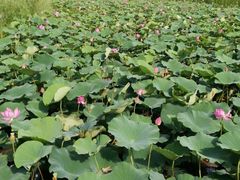 -羊亭河湿地公园