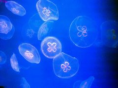 -福州罗源湾海洋世界旅游区