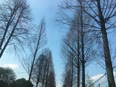 -新建村梅花