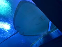 -珠海长隆海洋王国