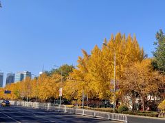 -三里屯东五街银杏大道