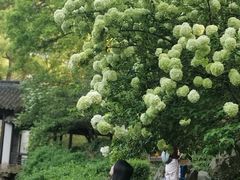 -惠山古镇·寄畅园