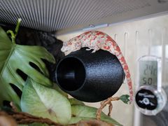 -酷以爬仙阁实体爬宠店·守宫·蜥蜴·专业繁育