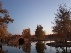 -金塔沙漠胡杨林景区