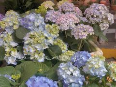 -循礼门鲜花花市(武汉循礼门店)