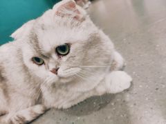 -飞行喵MR PILOT|猫舍·猫咖(静安大融城店)