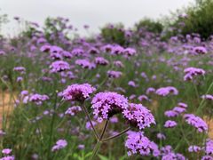 -洋湖国家湿地公园