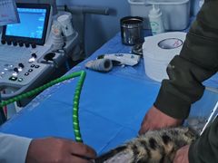 -纳吉亚猫专科动物诊疗中心(蒋宅口分院)