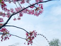 -顾村公园