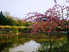 -嘉定紫藤园