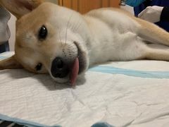 -灵美宠物诊所