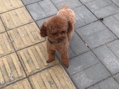 -宠福鑫康馨动物医院·骨科·眼科
