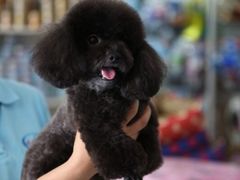 -北京观赏动物医院·24小时大型综合·猫专科·异宠专科