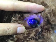 -美联众合动物医院(·中兽医·疑难杂症·严家桥分院)