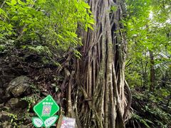 -西双版纳原始森林公园