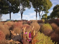 -春花秋色城市公园