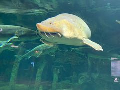 -华夏文旅海洋公园