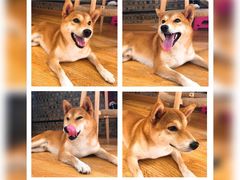 -柴犬高等学院·狗咖·柴犬售卖·宠物训练