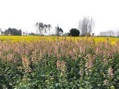 -中国天府农业博览园