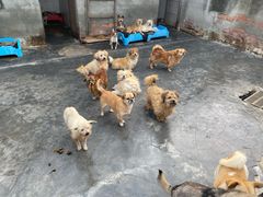 -成都爱之家动物救助中心