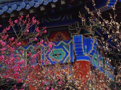 -梅花山(明孝陵内)