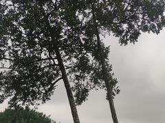 -东莞植物园