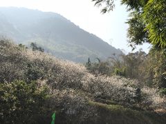 -广州市流溪河国家森林公园