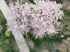 -武汉大学-樱园