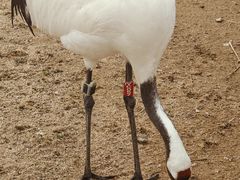 -盐城丹顶鹤湿地生态旅游区