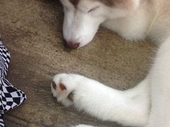 -TrueLove @ Neverland (Husky Cafe)