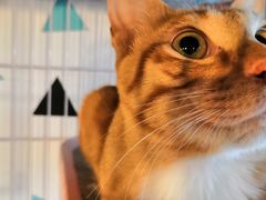 -Cappucimeow猫咪咖啡馆(韦伯时代店)
