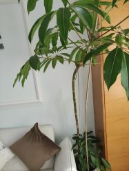 -HEYAN荷妍专业脱毛连锁机构