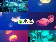 -成都浩海立方海洋公园