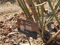 -昆明植物园