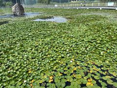 -滕州微山湖红荷湿地景区