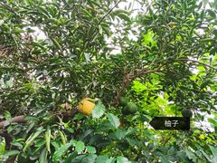 -北京植物园-展览温室