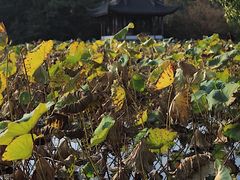 -苏堤停车场