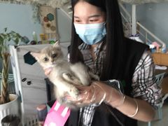 -喵百万·布偶·蓝金金渐层英短·猫舍(百子湾店)