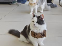 -怪兽屋·羊驼·猫咖·狗咖(俊华广场店)