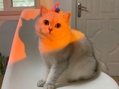 -糯米喵星人总部直营旗舰店·猫舍·幼猫出售