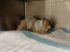 -艾吉宠物医院·疑难杂症转诊中心·猫友好(碧江路院)